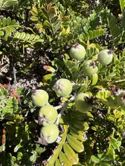 Osteomeles anthyllidifolia