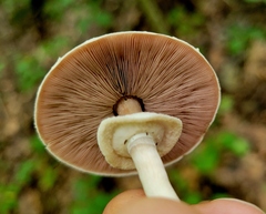 Agaricus leptocaulis