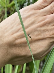 Ischiodon scutellaris