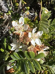 Osteomeles anthyllidifolia