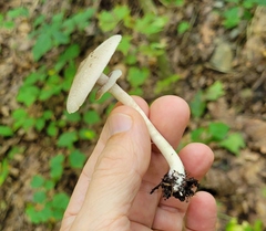 Agaricus leptocaulis