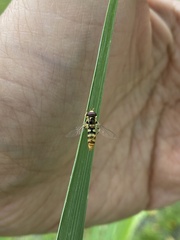 Ischiodon scutellaris