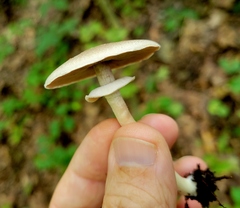 Agaricus leptocaulis