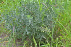 Baptisia bracteata leucophaea