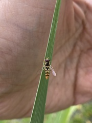 Ischiodon scutellaris