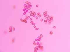 Agaricus leptocaulis