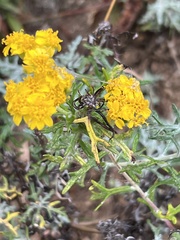 Eriophyllum staechadifolium