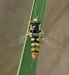 Ischiodon scutellaris