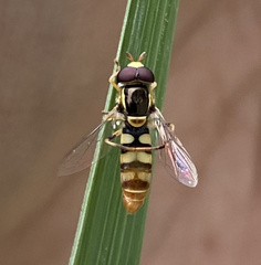 Ischiodon scutellaris