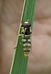 Ischiodon scutellaris
