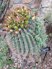 Ferocactus wislizeni