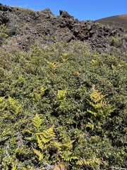 Osteomeles anthyllidifolia