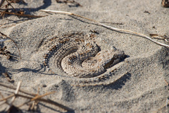 Crotalus cerastes
