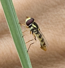 Ischiodon scutellaris