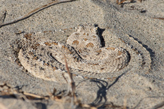 Crotalus cerastes