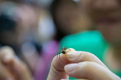 Polyrhachis bihamata