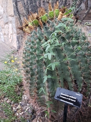 Ferocactus wislizeni
