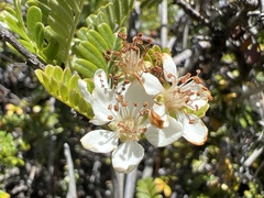 Osteomeles anthyllidifolia