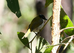 Melithreptus lunatus
