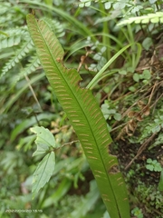 Deparia lancea