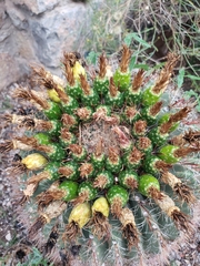 Ferocactus wislizeni
