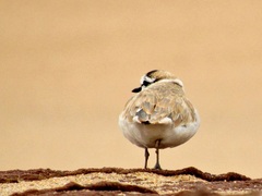 Charadrius marginatus mechowi