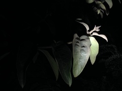 Viburnum macrocephalum