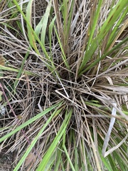 Festuca californica