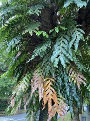 Drynaria quercifolia