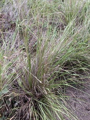 Festuca californica