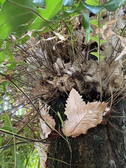 Drynaria quercifolia