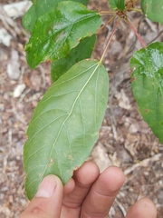 Alchornea laxiflora image