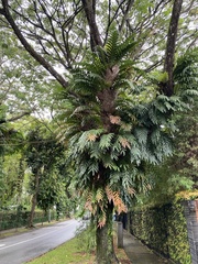 Drynaria quercifolia