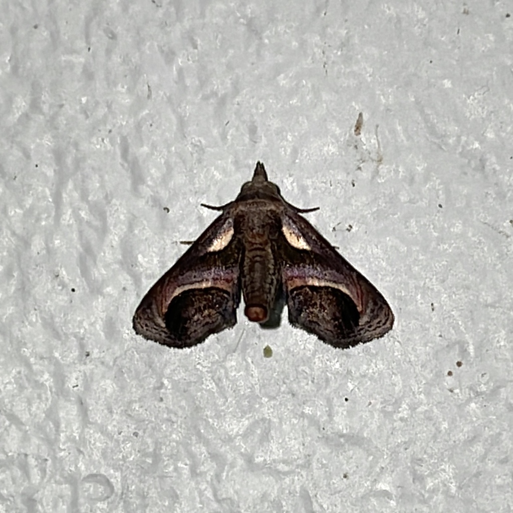 Paectes semicircularis