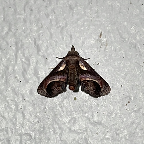 Paectes semicircularis