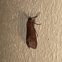 Virbia medarda
