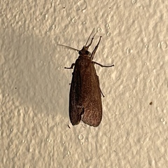 Virbia medarda