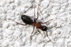 Camponotus ligniperda