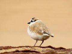 Charadrius marginatus mechowi