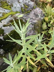 Anaphalis margaritacea