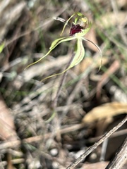 Caladenia parva