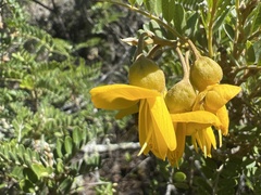 Sophora chrysophylla