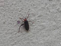 Heteroptera