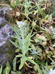 Anaphalis margaritacea