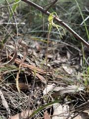 Caladenia parva