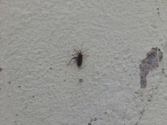 Heteroptera