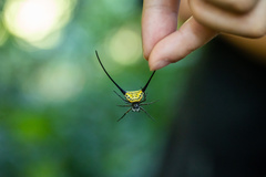 Macracantha arcuata