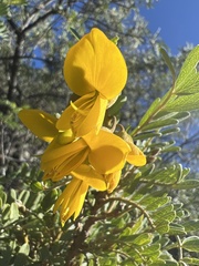 Sophora chrysophylla