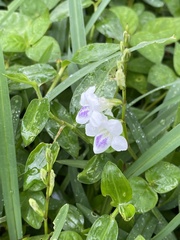 Asystasia intrusa