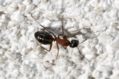 Camponotus ligniperda